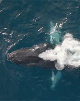 Blue Dolphin Charters
